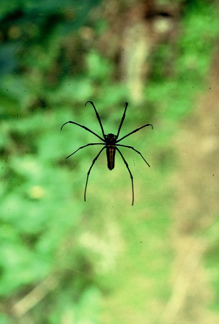 Tizent centis Nephila pk a hljban