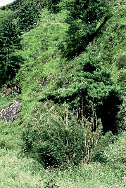 Annapurna Himl szaki oldala, Ghsnl