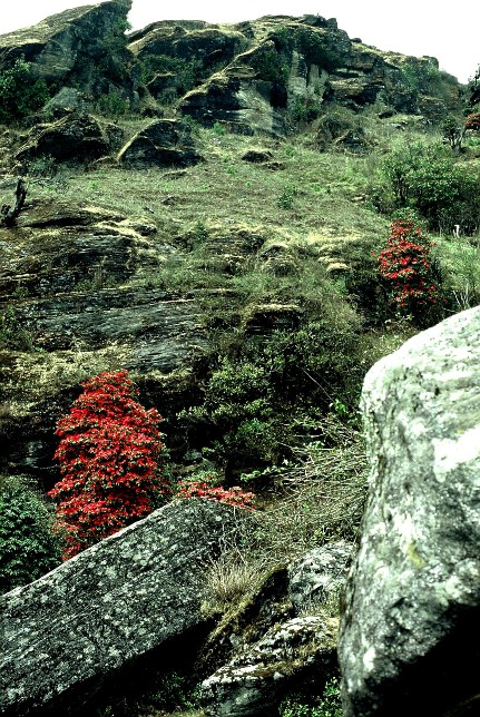 Sziklk s Rhododendronok Dharan kzelben (Kelet-Nepl)