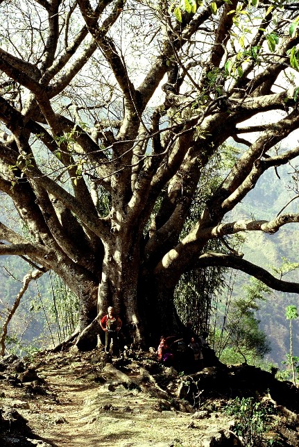 Egy szent faris (Ficus deliciosa) s n