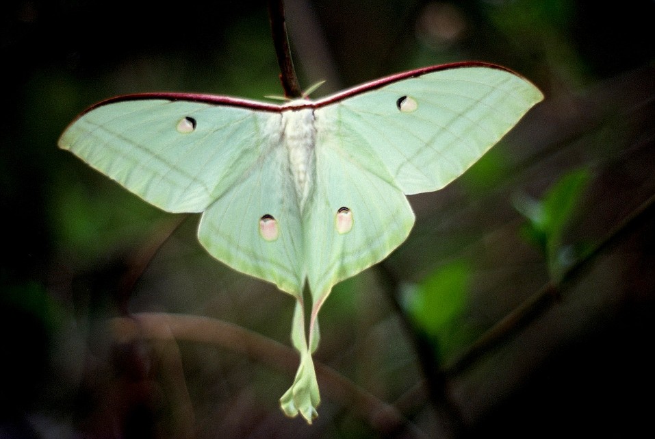 jjeli pvaszem (Actias sp.) a Tamur vlgyben