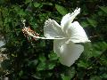 Borne - Hibiscus a Kinabalu oldaln