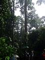 Borneo - Sepilok, az orangutnok erdeje
