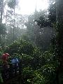 Borneo: Sepilok ar orangutnok erdeje