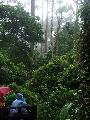 Borneo - Sepilok, az orangutnok erdeje