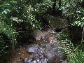 Borne - Kis patak a Kinabalu oldaln