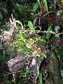 Borne - Orchidea telep a Kinabalu oldaln