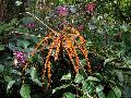 Sugrarlia (Schefflera sp.) a Kinabalu serdejben