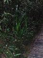 Borne - svny a Kinabalu oldaln