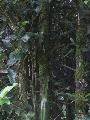 Borne - thatolhatatlan dzsungel a Kinabalu oldaln