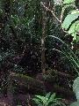 Borne - thatolhatatlan dzsungel a Kinabalu oldaln