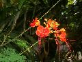 Borne - Caesalpinia pulcherrima a Kinabalu srjben