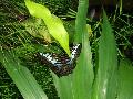 Parthenos sylvia a penangi Lepkehzban