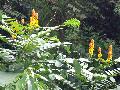 Gyertyabokor (Cassia alata) a penangi serdben