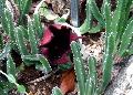 A Tbla-hegy Botanikus Kertjnek virga egy dgkaktusz