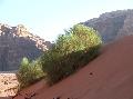 Kkabors bokor Wadi Rumban