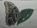 Egy Morpho faj Perubl (Morpho neoptolemus