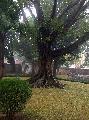 Szent Fa a Van Mieu (az Irodalom Temploma) kertjben,  Ha Noi-ban
