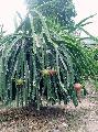 Srkny gymlcst term kaktuszfle