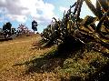 Agave americana marginata