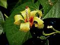 Havanna, Hibiscus elatus. Mlyvafle