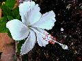 Varadero, Fehr Hibiscus