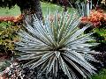 Kandy,Peradeniya Botanikus kert, Gmb Agave