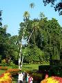 Kandy,Peradeniya Botanikus kert