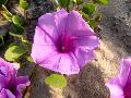 Ipomoea pes-camprae